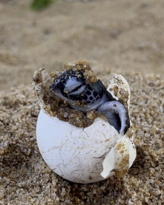 锺嘉怡／公司旅行也可以很有意义，与小海龟的生命同行！