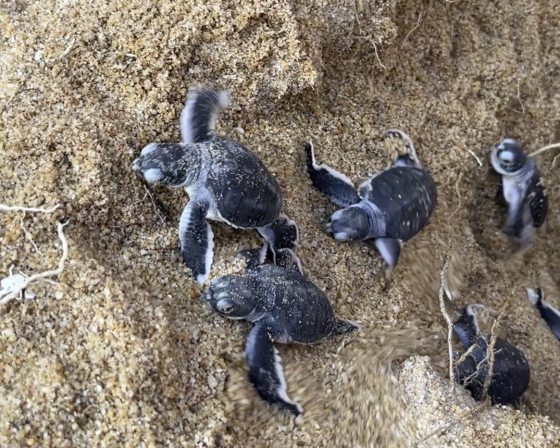 锺嘉怡／公司旅行也可以很有意义，与小海龟的生命同行！