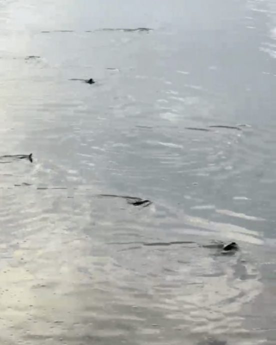 锺嘉怡／公司旅行也可以很有意义，与小海龟的生命同行！