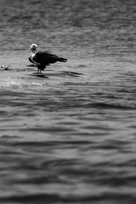 陈子韩／我是一只小小鸟