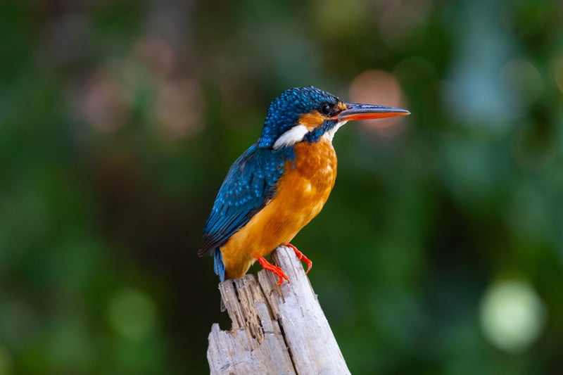 陈子韩／我是一只小小鸟