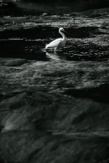 陈子韩／我是一只小小鸟