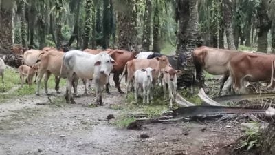 芭场频遭牛群闯入破坏   60园主促设小组捉牛