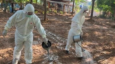 高度关注泰炭疽病死亡病例 兽医局：大马严防疫情入侵