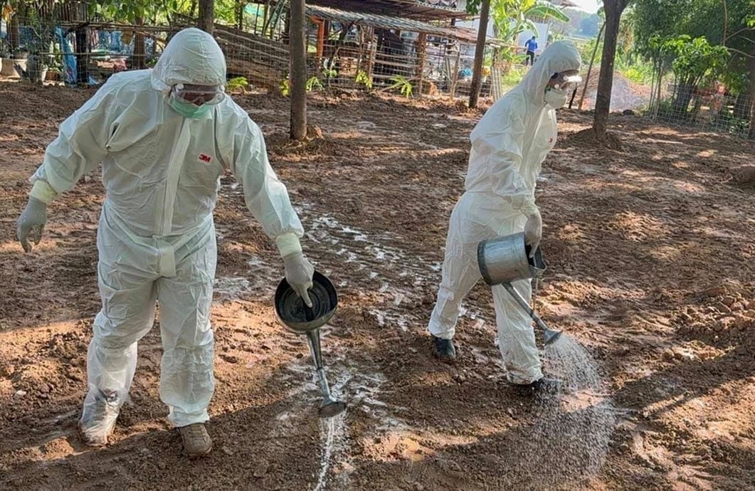 高度关注泰炭疽病死亡病例 兽医局:大马严防疫情入侵