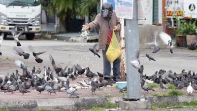 鸽子侵扰食肆头痛  怡市厅：拍照供取缔投喂人