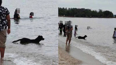 黑狗波德申海滩戏水 网传照片引游客不安