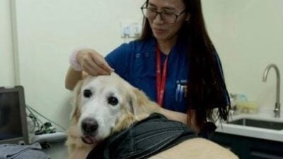 鼓励兽医学习中兽医学，以中西整合疗法救治动物