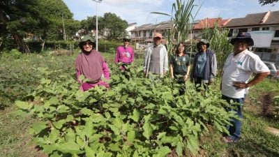 荒地“回春” 再变绿园  大学岭社区菜园又活了