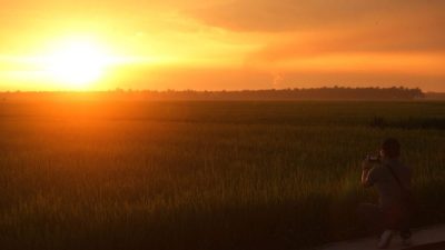 稻田绿 夕阳醉人