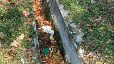 焦点社区：武吉波浪甲岭花园 | 枯叶垃圾堵沟阻排水   商家促清洁 维护市容