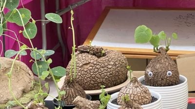 可爱又疗愈 无需费神照顾   “懒人绿植”受欢迎