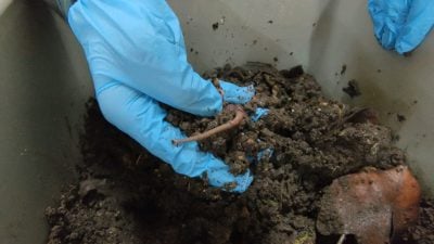 中学生蚓粪堆肥计划　走入巴刹收集过剩蔬果