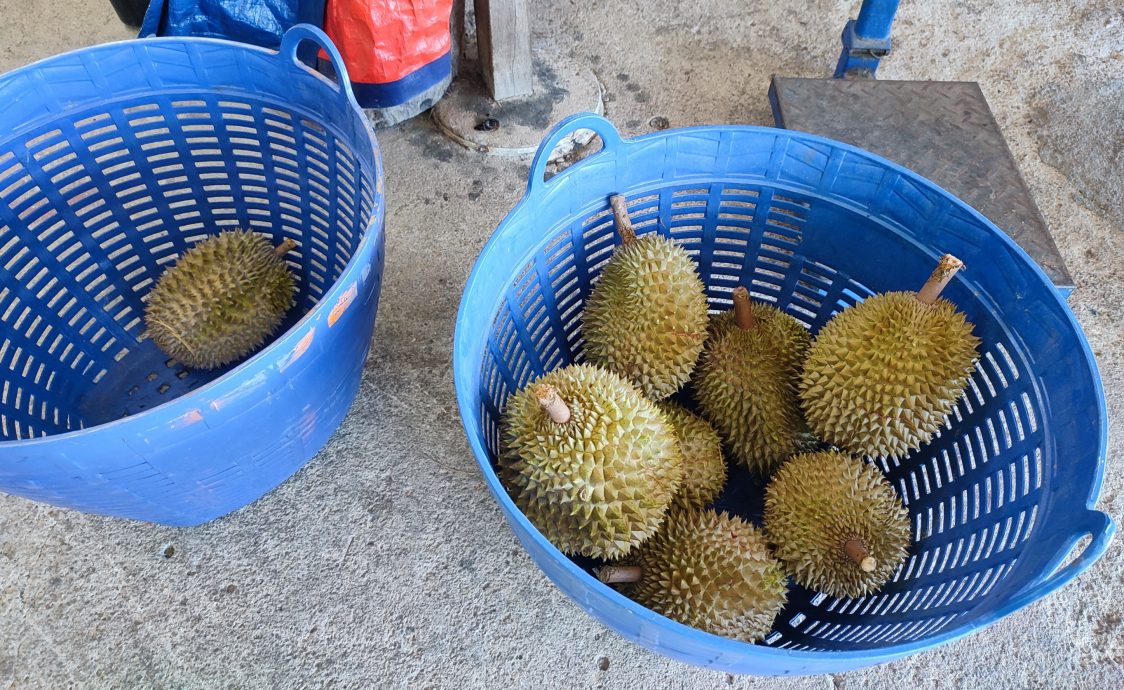 （大北马）槟州果农公会建议市售槟城榴梿标明原产地，阻遏外地榴梿冒牌槟城榴梿
