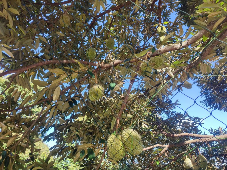 （大北马）槟州果农公会建议市售槟城榴梿标明原产地，阻遏外地榴梿冒牌槟城榴梿