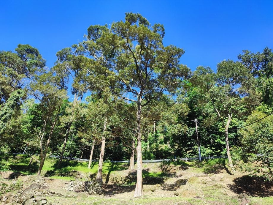 （大北马）槟州果农公会建议市售槟城榴梿标明原产地，阻遏外地榴梿冒牌槟城榴梿