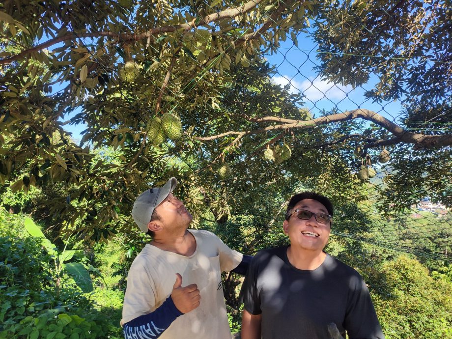 （大北马）槟州果农公会建议市售槟城榴梿标明原产地，阻遏外地榴梿冒牌槟城榴梿