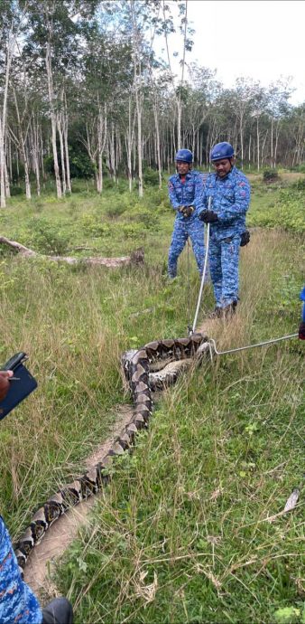 （大北马）民防卫队捉拿长达5公尺约90公斤重的大蟒蛇
