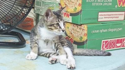 抓猫该抓哪里？ 2小贩因”虐猫”疑云闹上警局