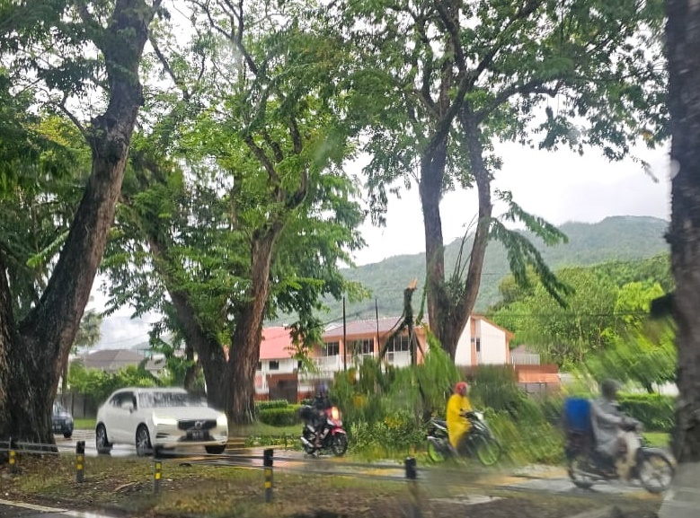 （大北马）苏格兰路大树枝雨中断裂，挡车道致交通严重堵塞