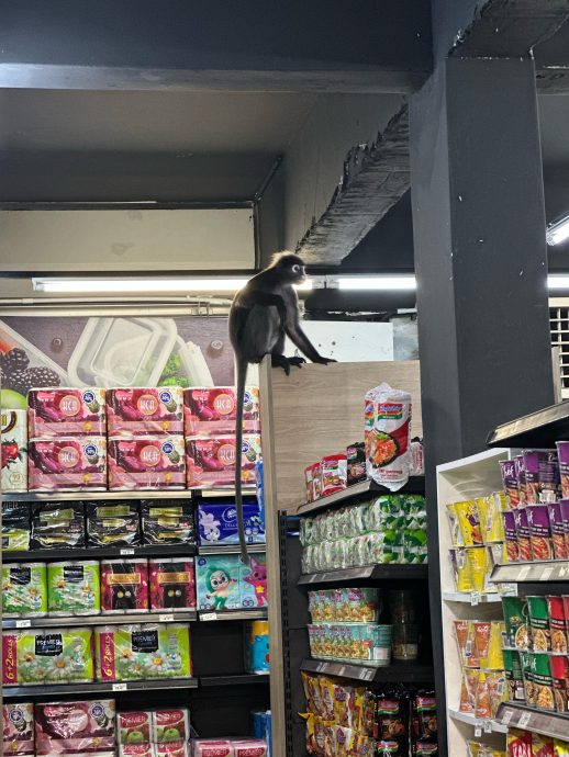 (大北马)银叶猴闯店“发呆”,女店员吓得花容失色