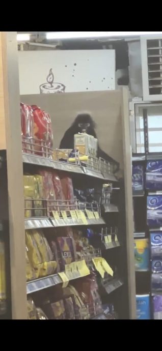 (大北马)银叶猴闯店“发呆”,女店员吓得花容失色