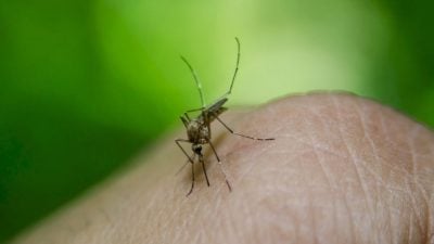 比去年同时期少66%   雪骨痛热症病例降
