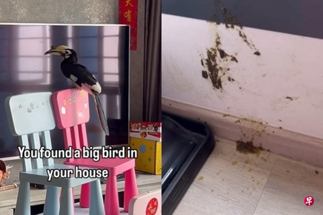 （已签发）柔：狮城二三事：2犀鸟飞入组屋   客厅撒粪惊居民