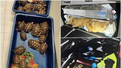 狮城去年破获42起动物走私案