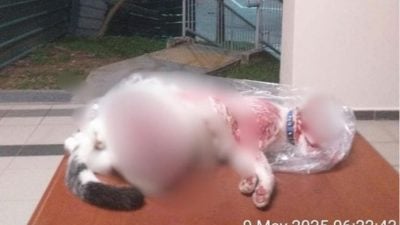 社区猫被凌虐至死  挖出双眼还被剖开身体