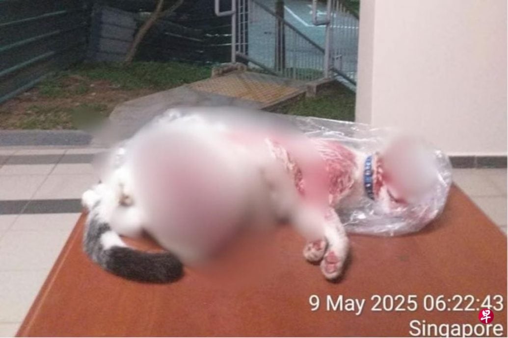 (已签发)柔:狮城二三事:社区猫被凌虐至死 挖出双眼还被剖开身体
