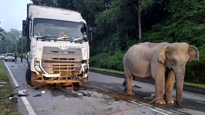 More must be done to protect our wildlife