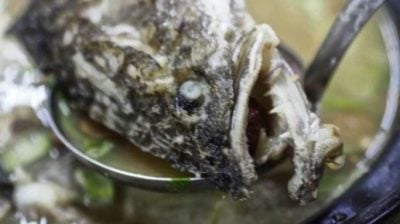 陈静宜／生鱼与鲈鳗