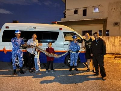 身长7公尺 . 网纹蟒噬家猫被捕