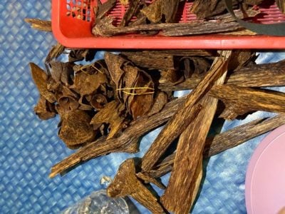 砂森林機構取締走私活動 . 起值40萬受保動植物