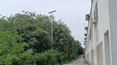榕吉金燕花园   3路灯被树遮挡光线