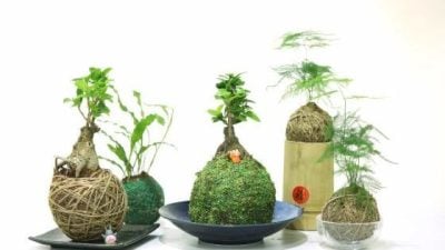 不需要花盆的环保种植法 ——苔玉（Kokedama）