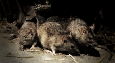 Rats, plagues, and Malaysia’s urban battle confronting a growing menace