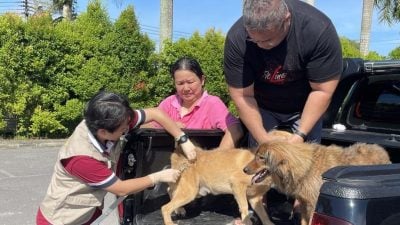 黄文：防范狂犬病不能松懈 . 促饲主积极响应疫苗接种活动