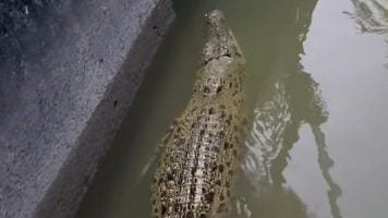 义朗河再现鳄鱼