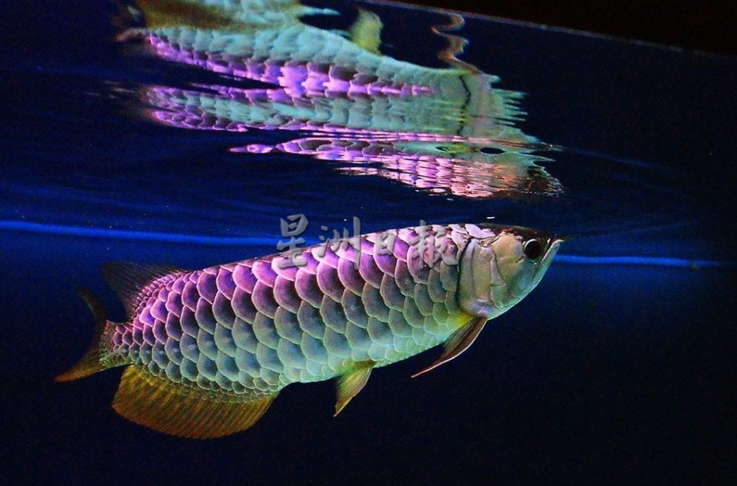 (3/5见报)星角摄/全马唯一鉄路穿越的人造湖-武吉美拉湖