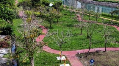 南美園蓮花池風鈴木再遭人下毒 僅剩10棵完好無損