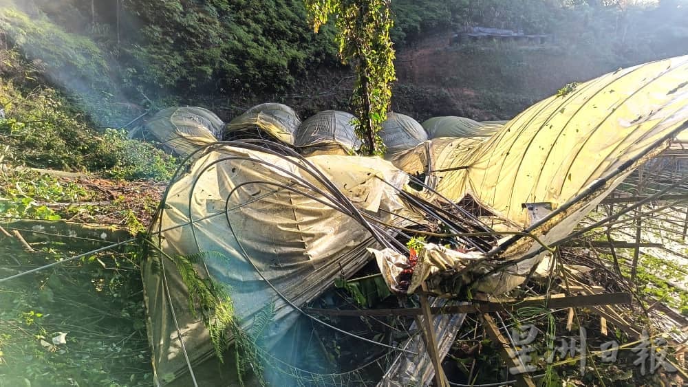 锺南丰:周边菜园受灾严重 不影响金马仑菜整体供应