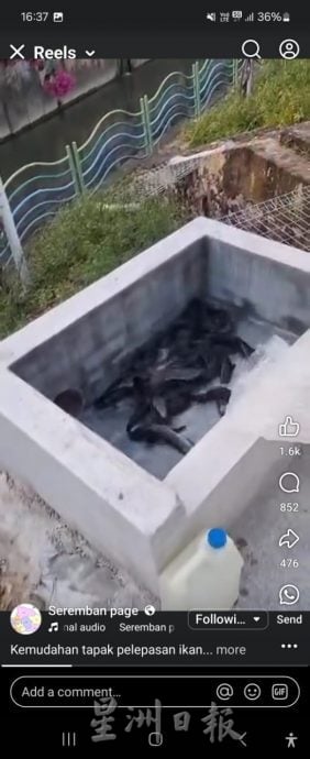 李三路河边放生鲶鱼视频惹议 被批“好心做坏事”,森渔业局:非所有鱼类适合放生