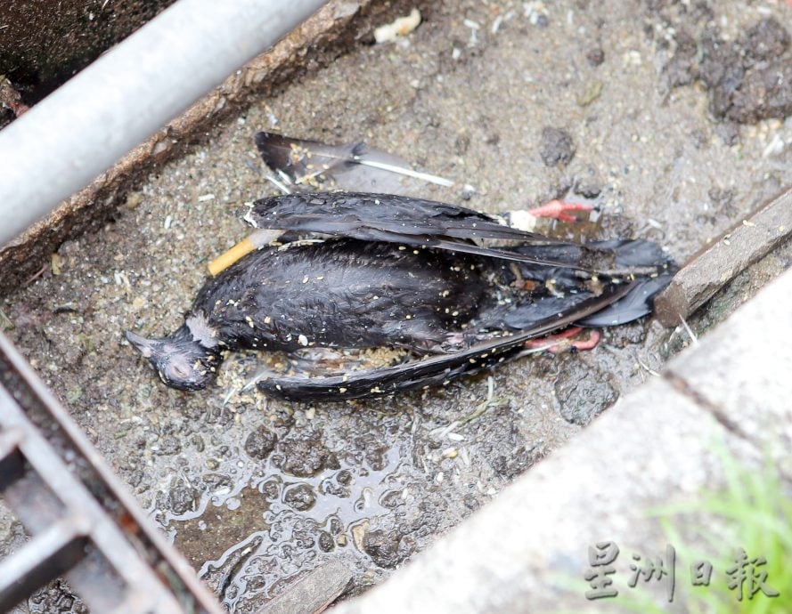 怡大草场 数十只白鸽集体死亡　