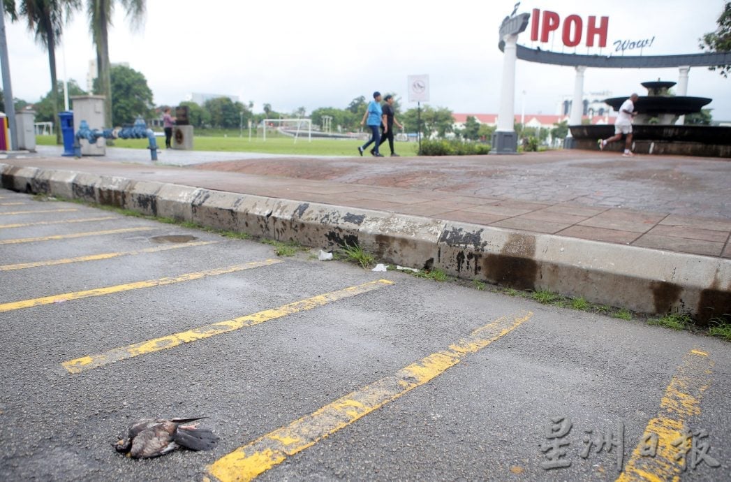 怡大草场 数十只白鸽集体死亡　