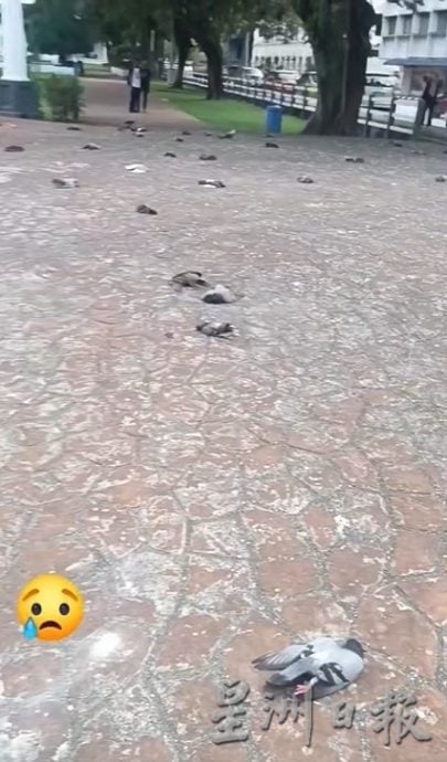怡大草场 数十只白鸽集体死亡　
