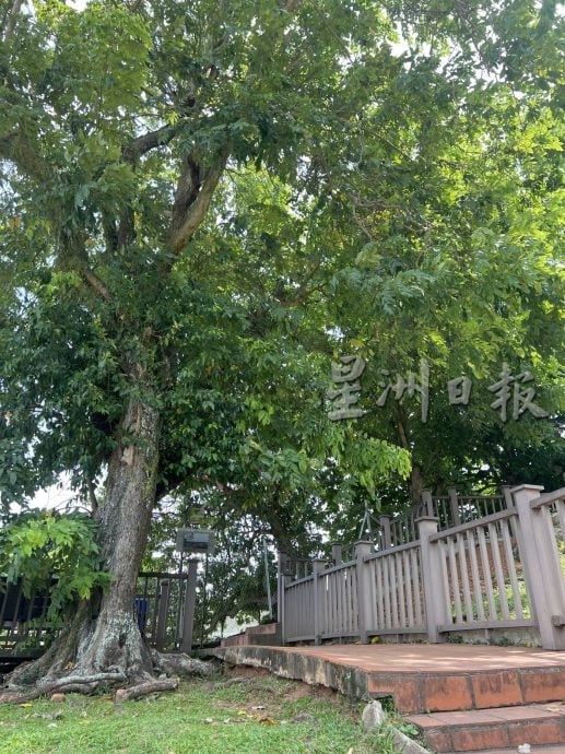 (古城第二版主文)不敌强风摧·圣保罗教堂百年老树退役