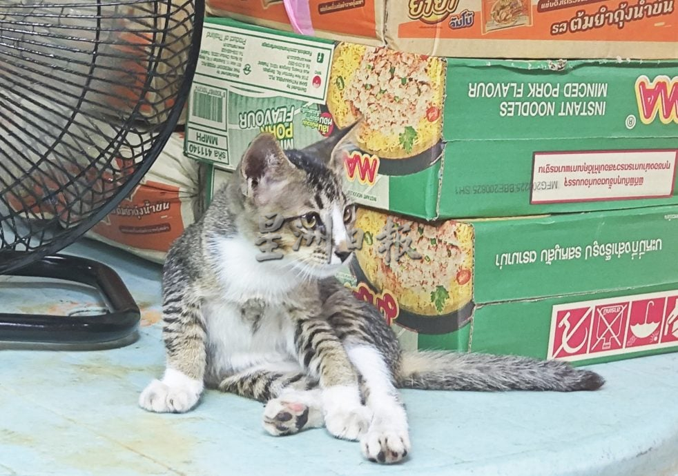 （大北马）糕点小贩被指掐脖子虐猫，妻喊冤“抓猫不是身体就是颈项”