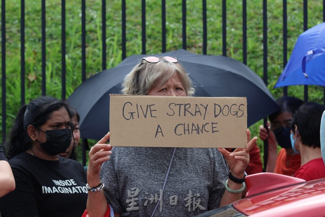 供星洲网/“反对扑杀，让流浪狗活下去” 近500人现身森州政府大厦展开和平请愿集会